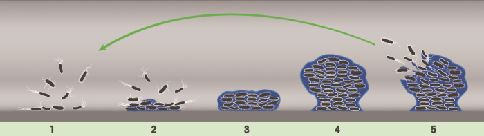 图1 生物膜的形成与脱落