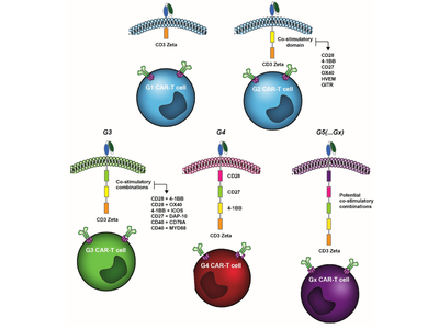 Cancers：CAR-T细胞中的TNFRSF共刺激域