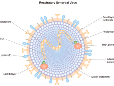 全方位了解RSV疫苗关键工艺流程