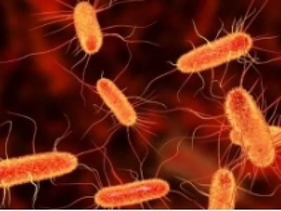 重组蛋白生物工艺的最新进展：大肠杆菌