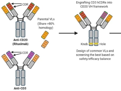 近5亿美元：嘉和生物CD3/CD20双抗通过NewCo模式出海