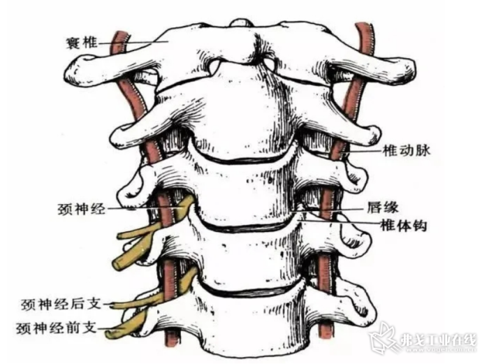 颈神经系统