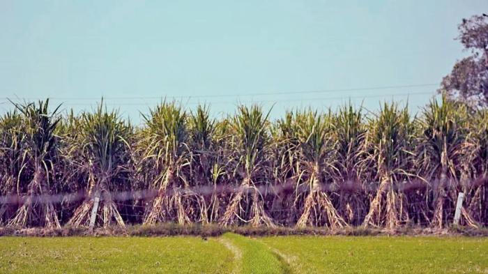 图1 广西来宾的甘蔗田
