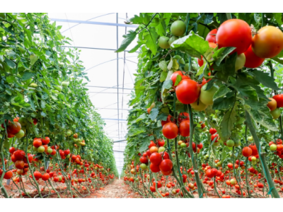 从农场到餐桌，ABB解决方案助力全面推动绿色大棚养殖业发展