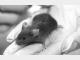 受孕小鼠多接触双酚A可致后代生理缺陷研究