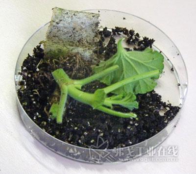 应用立体显微镜检验进口动植物