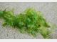 中国科学家成功从海藻中提取纤维并织成布料