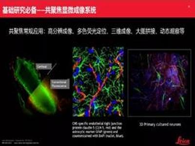 跨尺度神经生物学显微成像解决方案的应用