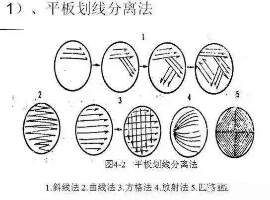 单菌落划线图片