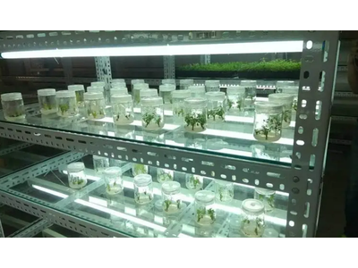 分享|细胞培养实验室设计规划
