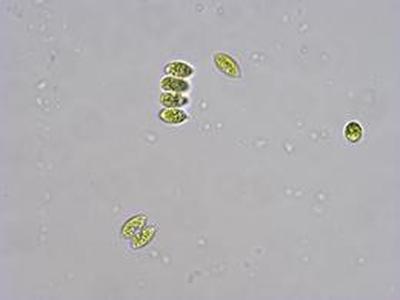 生物显微镜下观察到的绿藻成像