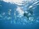 新研究发现全球海洋微塑料污染物快速增长