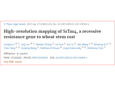 北大与合作单位精细定位了小麦隐性广谱抗秆锈病基因SrTm4