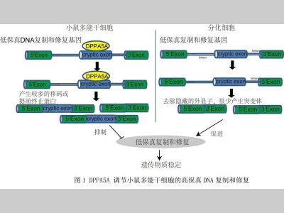 PNAS|郑萍课题组报道了多能干细胞保持高保真DNA复制和修复的新机制