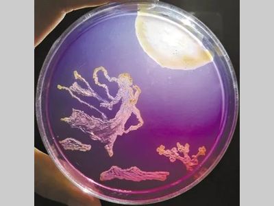 微生物菌种的扩大培养及污染的检测与判别
