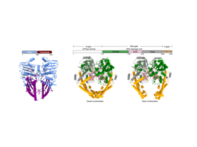 武汉病毒所在病毒拓扑异构酶结构特征与酶活性调控机制研究方面取得新进展