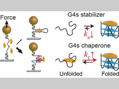 华中科技大学G-四链体配体靶向“不可成药”c-MYC癌基因的动力学机制