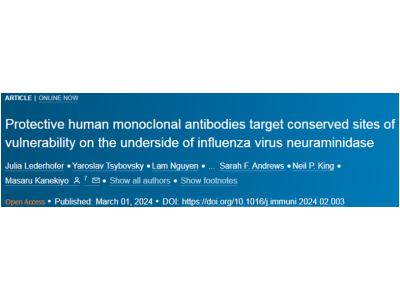Immunity：新研究发现靶向流感病毒神经氨酸酶“阴暗面”的抗体