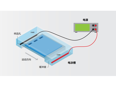 【必看】实验人必备技能之琼脂糖凝胶电泳