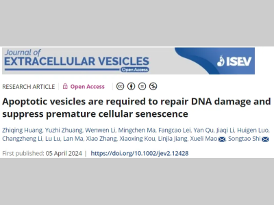 JEV | 中山大学施松涛/毛学理发现凋亡囊泡是修复DNA损伤和抑制细胞过早衰老所必需的