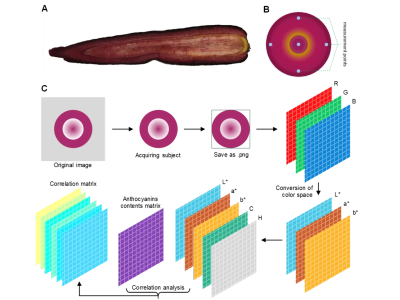 李文峰团队构建了一种利用图像识别技术研究食品色素与色泽品质关系的新方法