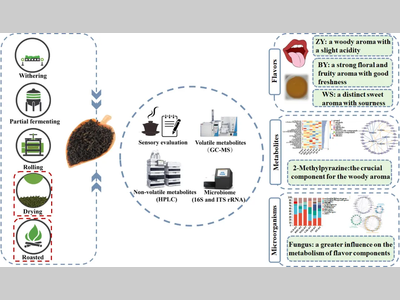 陈坚院士团队发表不同产区水仙茶风味差异及其微生物关联代谢组学分析的研究成果
