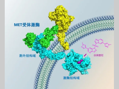上海药物所自主研发的抗肿瘤新药谷美替尼片在日本获批上市
