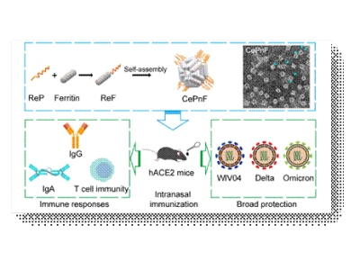 ACS Nano|崔宗强团队在广谱抗新冠病毒疫苗研究中取得重要进展
