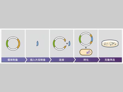 质粒构建常见问题