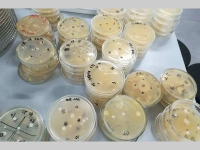 微生物培养时，为什么平板需要倒置？