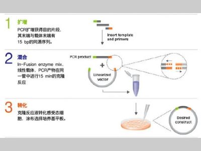 实验分享：从分子克隆到细胞转染全解析