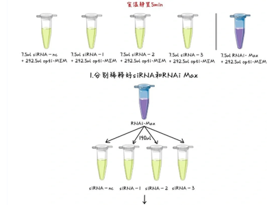 【必看】RNA 转染实验效率低下的缘由