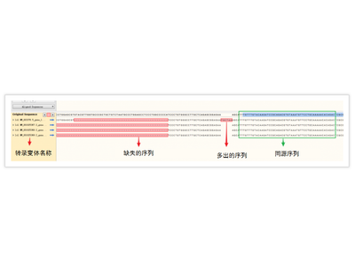 【分子克隆 】SnapGene 详细使用教程
