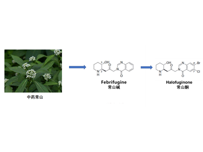 Science Advances|中国科大翁建平团队发现抗疟疾药物——常山酮减肥新功效
