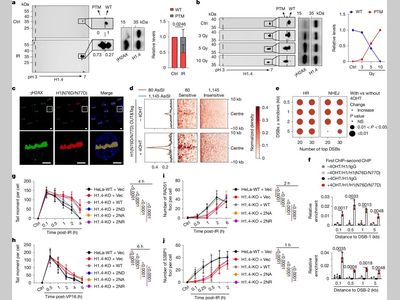 Nature：科学家揭秘DNA损伤修复的幕后英雄，组蛋白H1去酰胺化或为癌症治疗带来新曙光