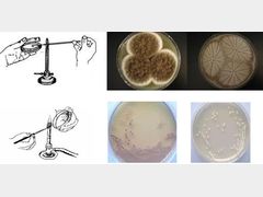 微生物取样操作注意事项