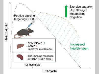 Aging Cell邓海腾课题组开发靶向CD38的抗衰老疫苗改善小鼠衰老相关表型