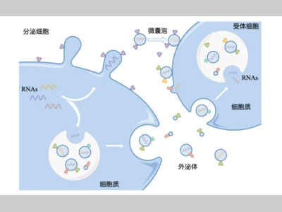 【必看】3步快速了解外泌体
