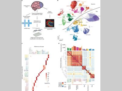 Nature：人类大脑衰老的基因密码——科学家成功绘制出从婴儿到百岁老人的单细胞图谱