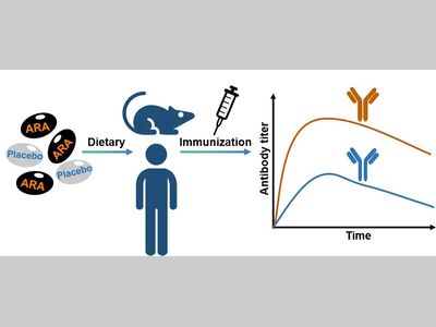 清华大学程功教授团队与合作者揭示膳食补充花生四烯酸可显著增强疫苗免疫效果