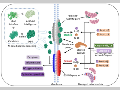 Nature Immunology|王淦研究团队及其合作者在开发脓毒症治疗药物方面取得进展