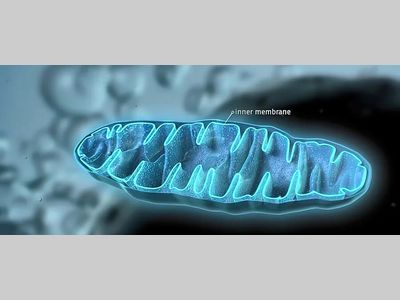 Cell：细胞在线粒体局部产生两种蛋白质来支持能量的产生