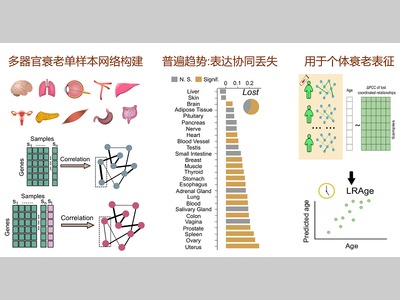 孔庆鹏团队揭示人类器官衰老过程中个体水平的基因表达协同丢失现象！