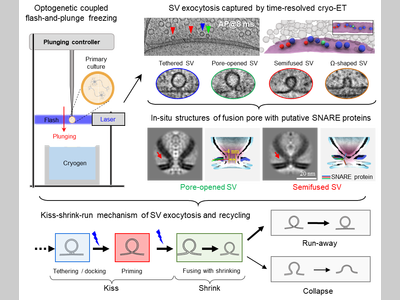 Science |中国科大生医部毕国强/刘北明团队开发时间分辨冷冻电镜技术，解析突触囊泡释放与超快回收机制