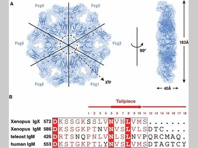 Science Advances | 北京大学肖俊宇和高宁研究组联合发表多聚抗体设计策略