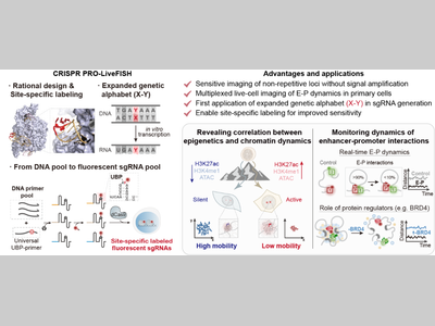 王海峰/颉伟团队等合作者开发新型CRISPR活细胞成像技术揭示染色质动态调控机制