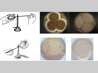 微生物取样注意事项