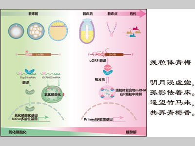 Nature子刊 | 广州健康院发现全新“暗物质蛋白”作为胚胎发育命运的细胞质“开关”