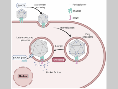 PNAS | 王延轶团队在肠道病毒脱壳机制研究方面取得重要进展