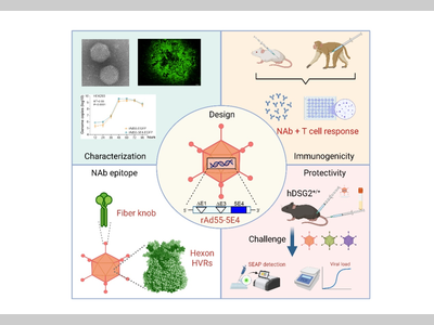 广州健康院合作在呼吸道高致病性腺病毒疫苗研发方面取得新进展